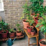 Piante sul balcone lemieclassi.it