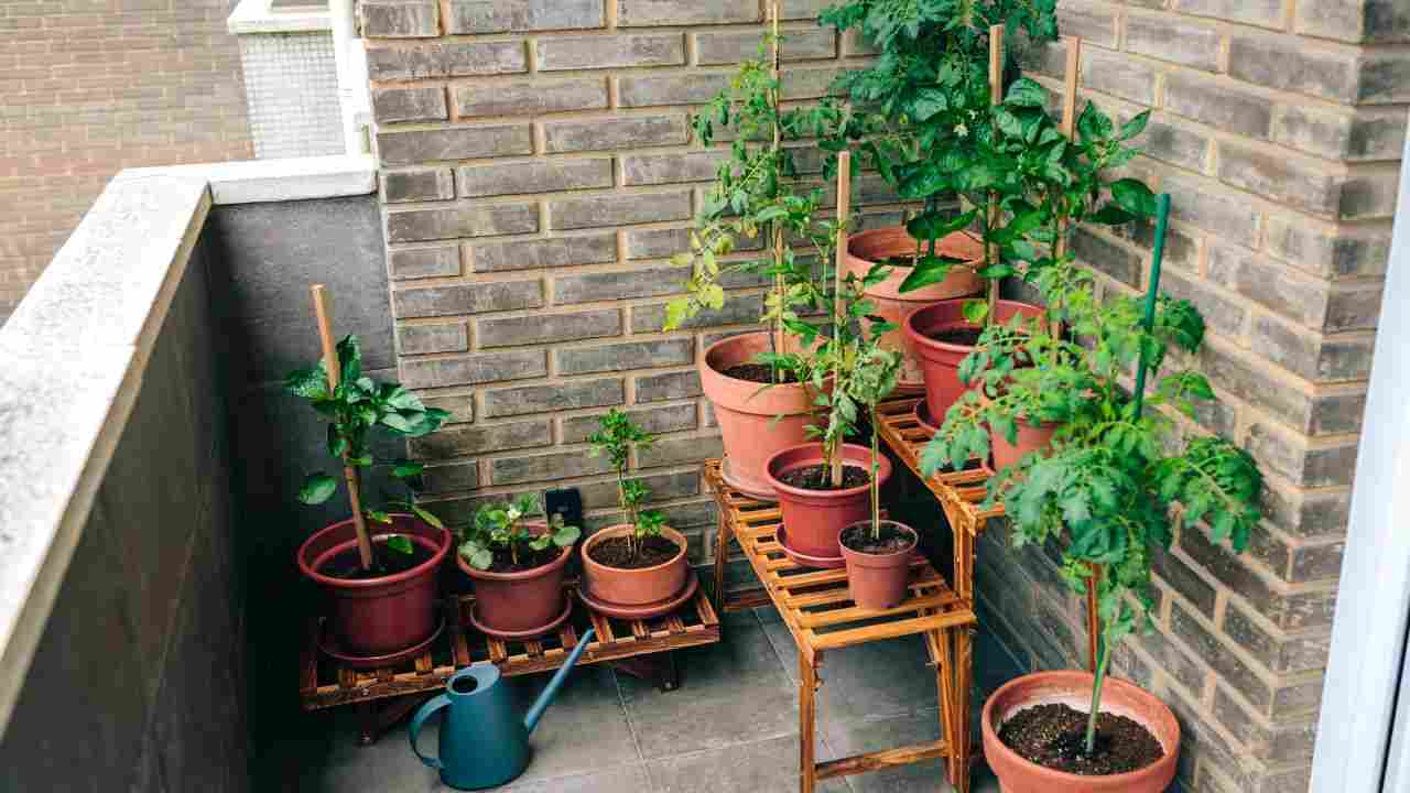 Piante sul balcone lemieclassi.it