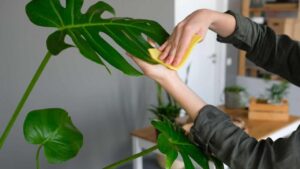 Trattamento per le piante lemieclassi.it