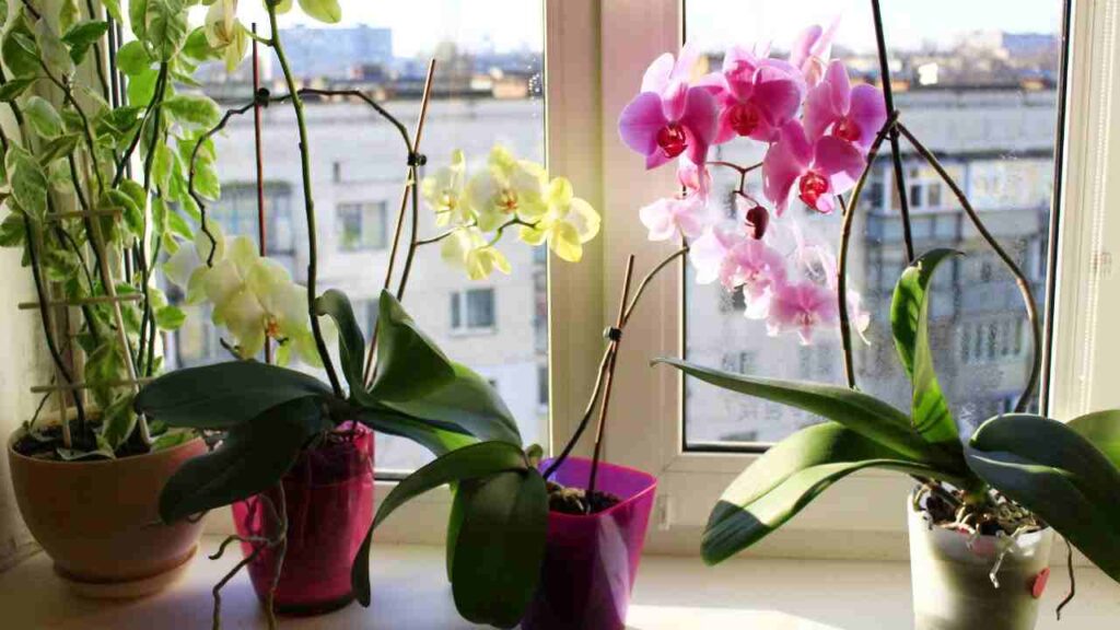 orchidee lemieclassi.it